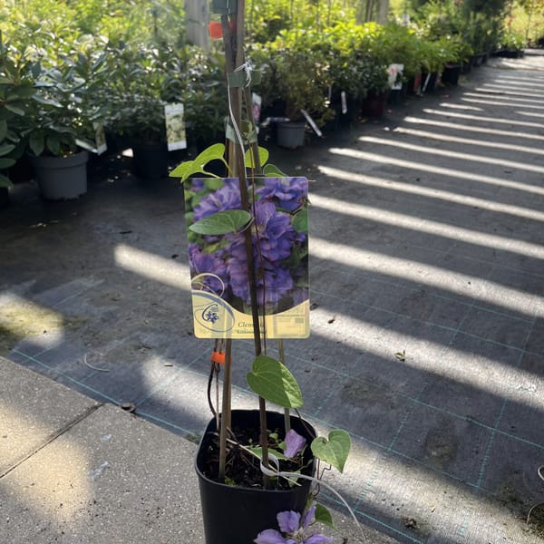 Clematis 'Krolowa Bona'_2024_Keř_20/40_6.září
