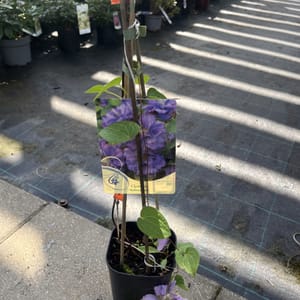 Clematis 'Krolowa Bona'_2024_Keř_20/40_6.září