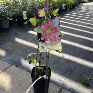 Clematis 'Little Mermaid'_2024_Keř_20/40_6.září
