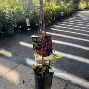 Clematis 'Niobe'_2024_Keř_40/60_6.září