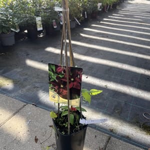 Clematis 'Niobe'_2024_Keř_40/60_6.září