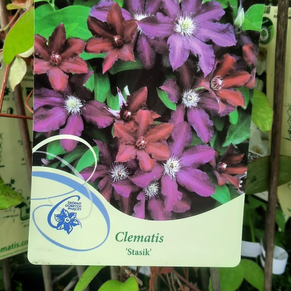 Clematis 'Stasik'_2024_Keř_20/40_3.červenec