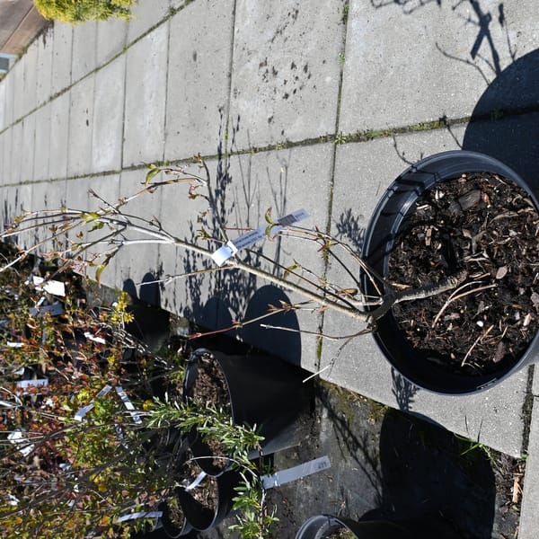 Cornus kousa chinensis_2022_Keř_60/80_5.květen