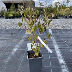 Cornus mas_2024_Keř_20/40_10.září