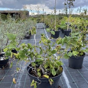 Corylus avellana 'Contorta'_2022_Keř_60/80_10.září
