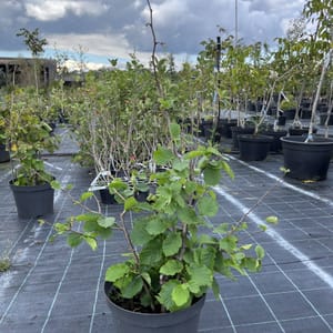 Corylus avellana 'Lombardská bílá'_2023_Keř__KK - krytokořené_10.září