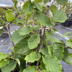 Corylus avellana 'Lombardská bílá'_2023_Keř__KK - krytokořené_10.září