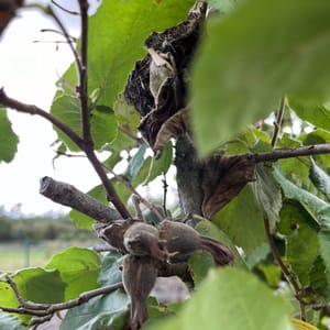 Corylus avellana 'Lombardská bílá'_2023_Na kmínku_125/150_KK - krytokořené_Semenáč_10.září
