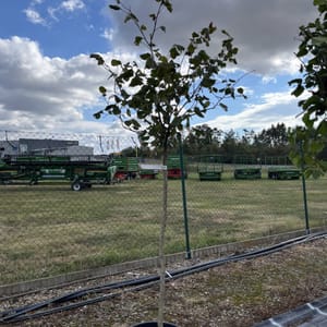 Corylus avellana 'Lombardská bílá'_2023_Na kmínku_125/150_KK - krytokořené_Semenáč_10.září