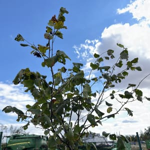 Corylus avellana 'Lombardská bílá'_2023_Na kmínku_125/150_KK - krytokořené_Semenáč_10.září