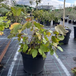 Corylus avellana 'Lombardská červená'_2023_Keř__KK - krytokořené_10.září