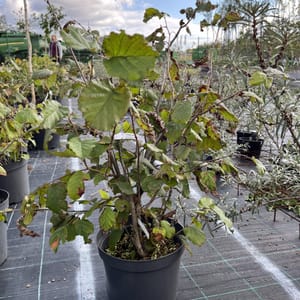 Corylus avellana 'Lombardská červená'_2023_Keř__KK - krytokořené_10.září