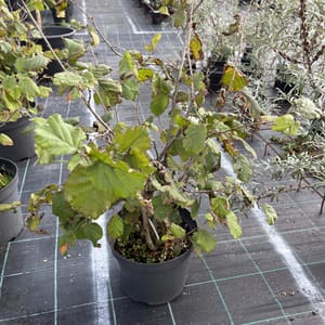 Corylus avellana 'Lombardská červená'_2023_Keř__KK - krytokořené_10.září