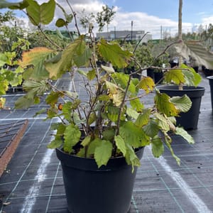 Corylus avellana 'Lombardská červená'_2023_Keř__KK - krytokořené_10.září