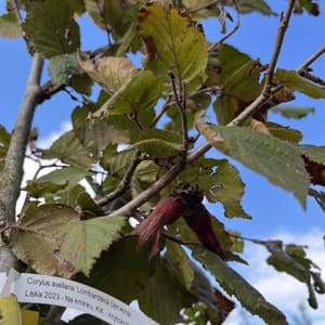 Corylus avellana 'Lombardská červená'_2023_Na kmínku__KK - krytokořené_10.září