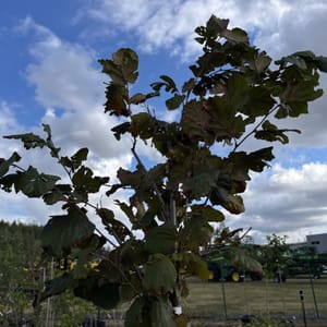 Corylus avellana 'Lombardská červená'_2023_Na kmínku__KK - krytokořené_10.září