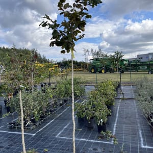 Corylus avellana 'Lombardská červená'_2023_Na kmínku__KK - krytokořené_10.září