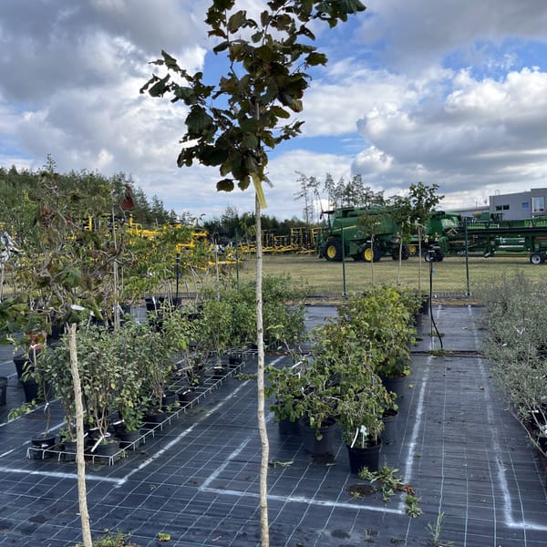 Corylus avellana 'Lombardská červená'_2023_Na kmínku__KK - krytokořené_10.září