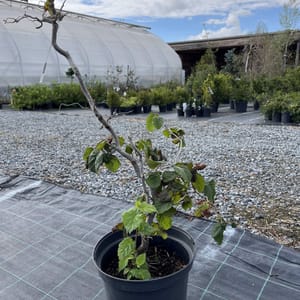 Corylus avellana 'Red Majestic'_2022_Keř_100/125_10.září
