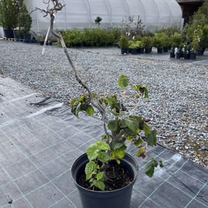 Corylus avellana 'Red Majestic'_2022_Keř_100/125_10.září