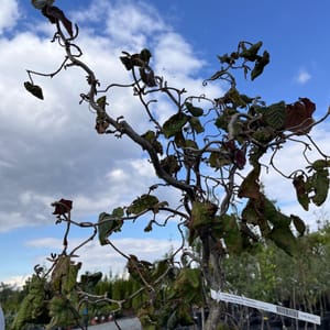 Corylus avellana 'Red Majestic'_2023_Na kmínku_100/125_10.září