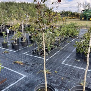 Corylus avellana 'Red Majestic'_2023_Na kmínku_100/125_10.září