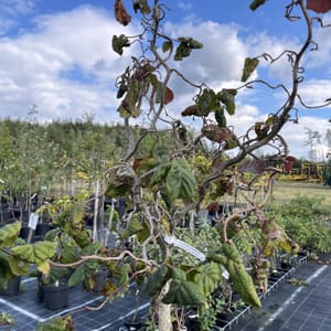 Corylus avellana 'Red Majestic'_2023_Na kmínku_100/125_10.září