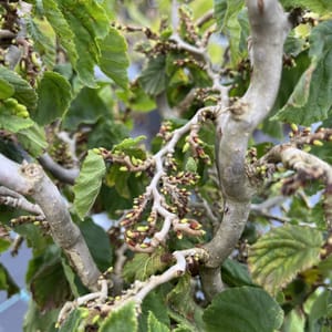 Corylus avellana 'Scooter'_2023_Keř_20/40_10.září