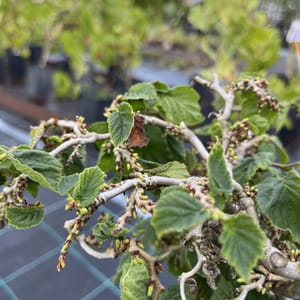 Corylus avellana 'Scooter'_2023_Keř_20/40_10.září