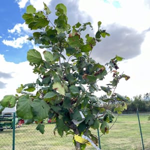Corylus avellana 'Webbova'_2023_Na kmínku__KK - krytokořené_10.září
