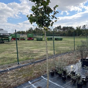 Corylus avellana 'Webbova'_2023_Na kmínku__KK - krytokořené_10.září