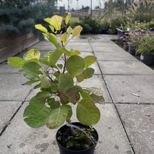 Cotinus coggygria 'Golden Spirit'_2024_Keř_20/40_6.září