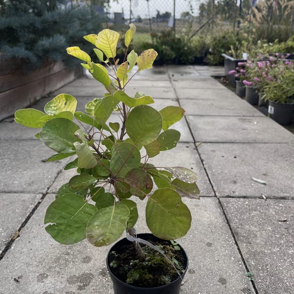 Cotinus coggygria 'Golden Spirit'_2024_Keř_20/40_6.září