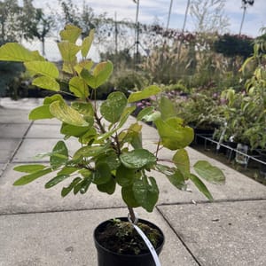 Cotinus coggygria 'Golden Spirit'_2024_Keř_20/40_6.září