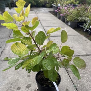 Cotinus coggygria 'Golden Spirit'_2024_Keř_20/40_6.září