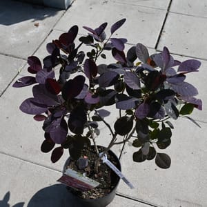 Cotinus coggygria 'Royal Purple'_2023_Keř_20/40_15.červen