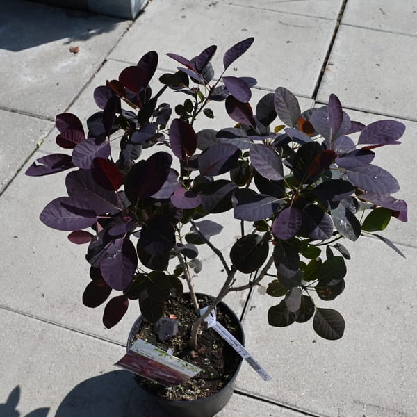 Cotinus coggygria 'Royal Purple'_2023_Keř_20/40_15.červen