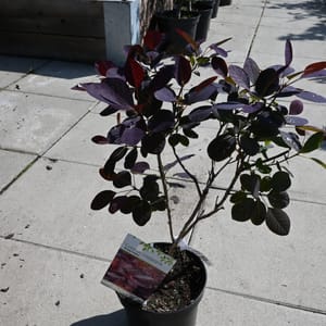 Cotinus coggygria 'Royal Purple'_2023_Keř_20/40_15.červen