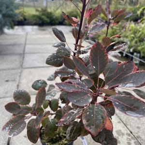 Cotinus coggygria 'Royal Purple'_2024_Keř_20/40_6.září