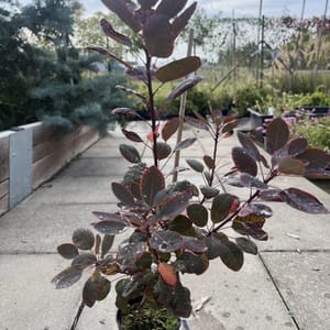 Cotinus coggygria 'Royal Purple'_2024_Keř_20/40_6.září