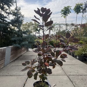 Cotinus coggygria 'Royal Purple'_2024_Keř_20/40_6.září
