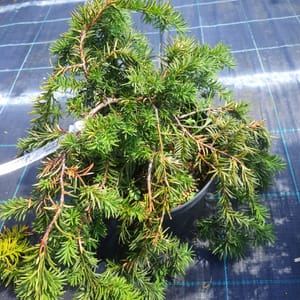 taxus-00003013-červen