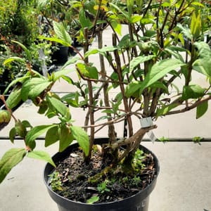 deutzia-00003469-červen