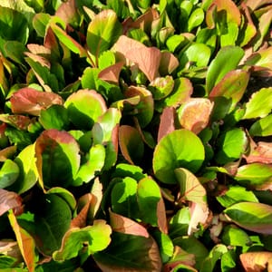 helenium-00006683-červenec