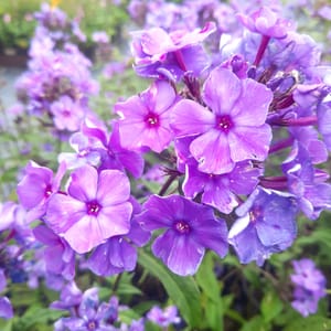 phlox-00006786-červenec