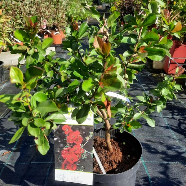 chaenomeles-00007435-červen