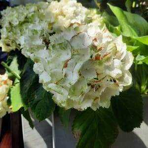 hydrangea-00007345-červen