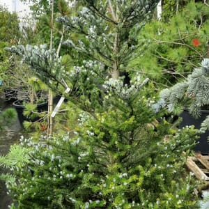 abies-00003110-červen