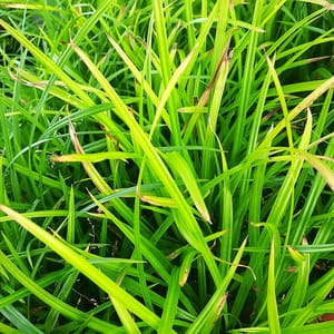 carex-00006890-červenec