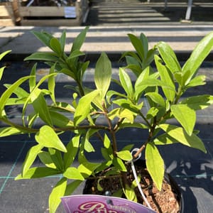 Daphne odora 'Perfume Princess'_2024_Keř_20/40_20.srpen